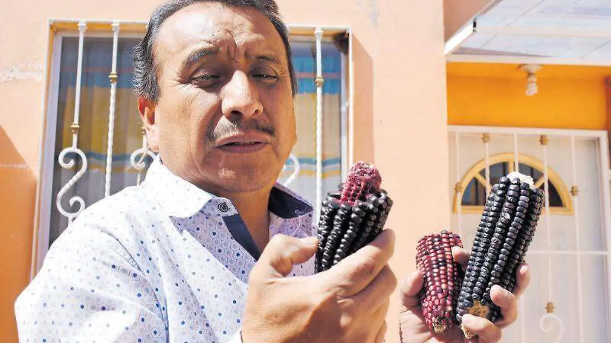 panfilo maiz